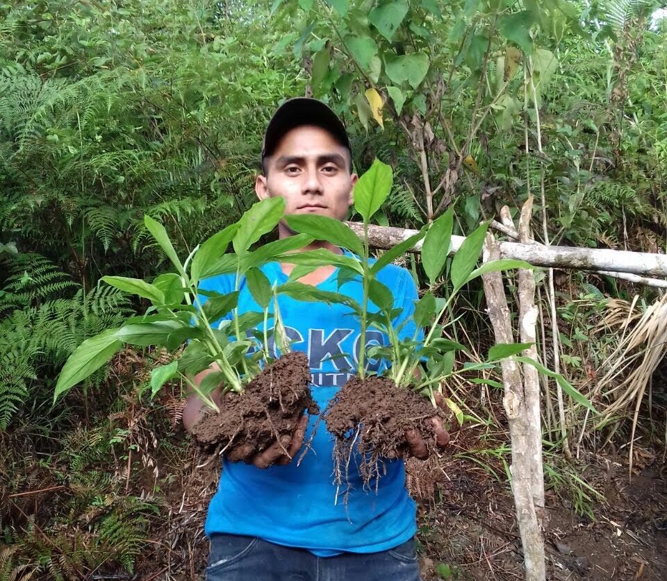 guatemala_man holding plants_49964170352_83251b510c_o